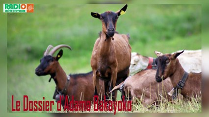 Le Dossier du Jour /Le Cabri totem du peuple Ahua d’Arrah avec  Adama Bakayoko