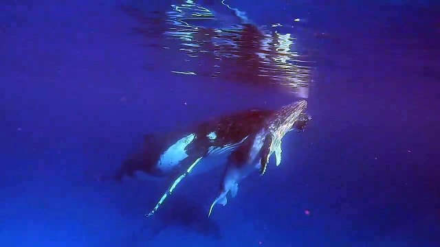 Ce plongeur fait la rencontre d'une baleine et son petit