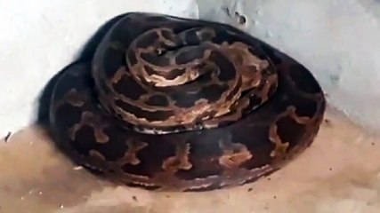 घर में अजगर सांप निकलने से मचा हड़कंप