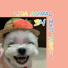 VIDA ANIMAL ANIMAL LIFE 34