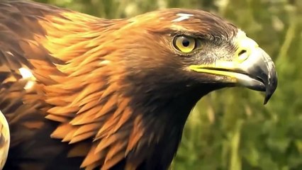 الأم الفهد تنتقم من قاتل ابنها شر الانتقام