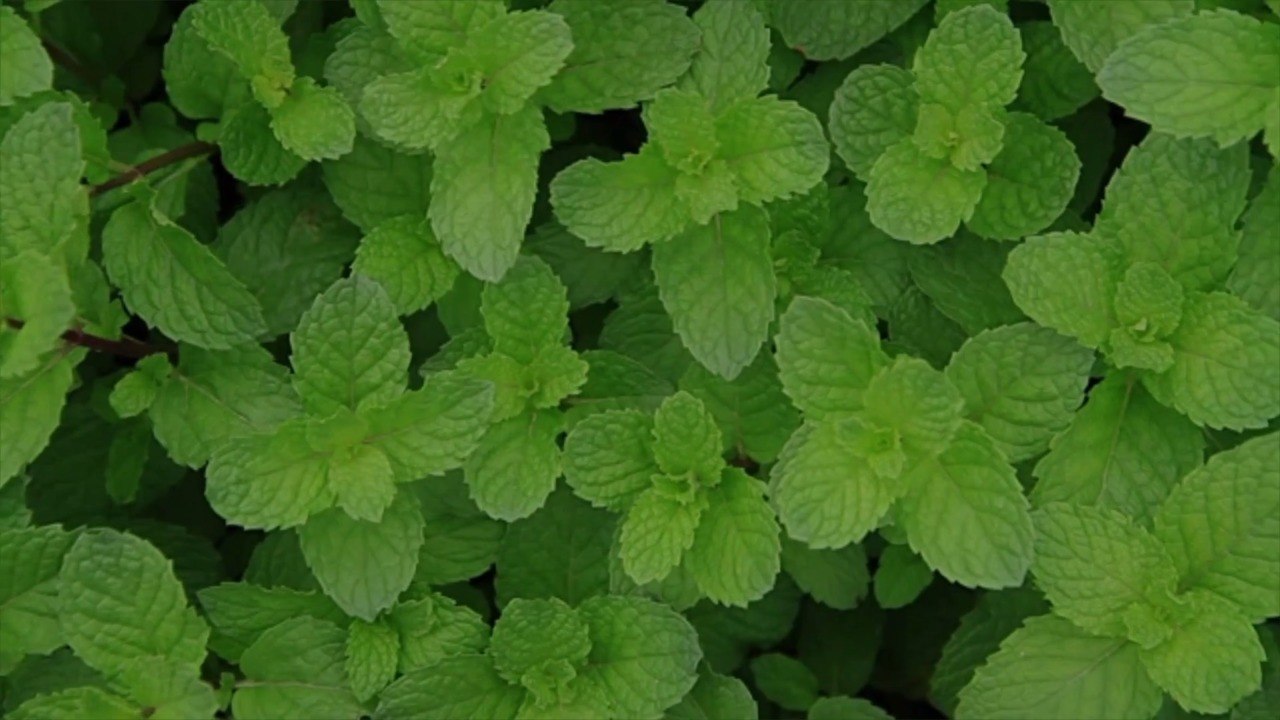 How to Store Fresh Mint