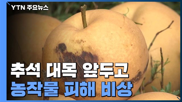 추석 대목 앞두고 태풍 '마이삭' 북상...농작물 피해 비상 / YTN