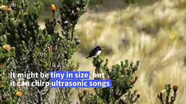 Ecuadoran hummingbird emits highest sound recorded in birds