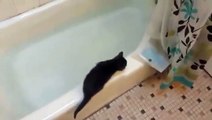 Funny Kitten jumps in bath tub