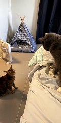 Kitties Have a Swift Standoff