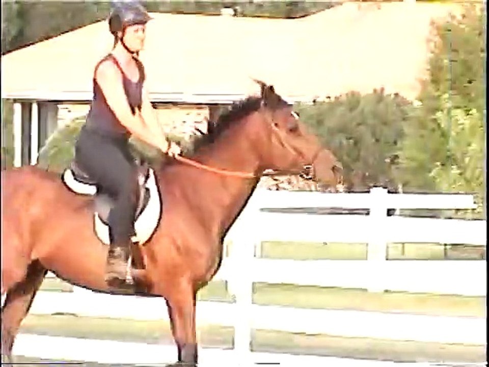 Horse Training