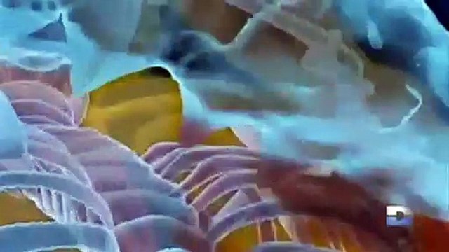 Dévoré vivant : Requins assassins