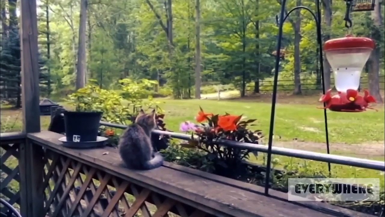 funny compilation video  N°  1
