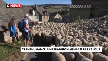 Transhumance : une tradition menacée par le loup