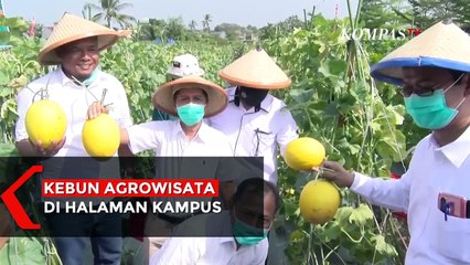Melon Hasil Kebun Agrowisata di Halaman Kampus