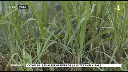 Stimuler ses défenses immunitaires par les plantes