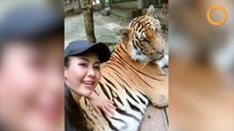 Une femme attrape les parties intimes d'un tigre dans un zoo