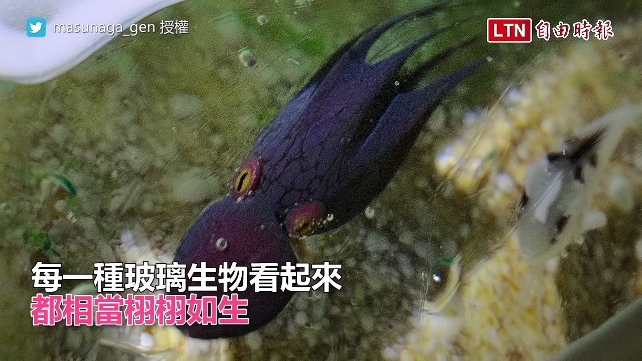 徒手抓出固態水球？生物學家自學技術 創出逼真生物玻璃球