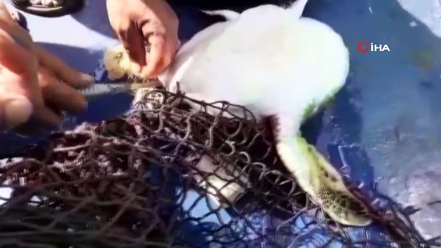 Misina ve poşete dolanan Caretta Caretta kurtarıldı