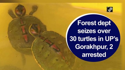 Forest dept seizes over 30 turtles in UP’s Gorakhpur, two arrested