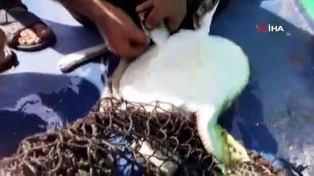 Misina ve poşete dolanan Caretta Caretta kurtarıldı