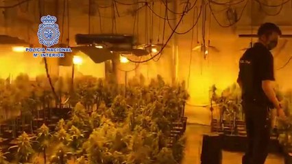 Desmantelada una plantación de marihuana “indoor”