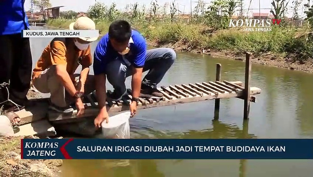 Saluran Irigasi Diubah Jadi Tempat Budidaya Ikan