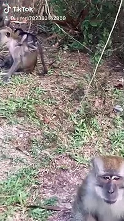 Monkey play