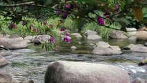 Rainforest Sounds - Water Sound Nature Meditation 1 hours Video