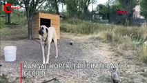 Kangal köpeklerinin yavrularını yemesinin sırrı çözüldü, tedaviye geçildi