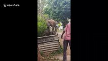 Mischievous elephant captured strolling around residential area in southern India