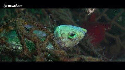 Russian diver works to rescue fish trapped in abandoned net