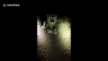 King of the jungle road! Vehicle driving by night in India stopped by roaring lion