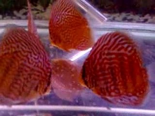 Discus Maze 9 months