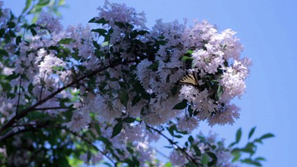 Natural Beauty With Sounds