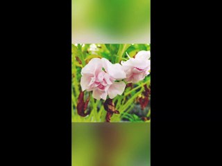 Beautiful flowers  plants and small coconuts