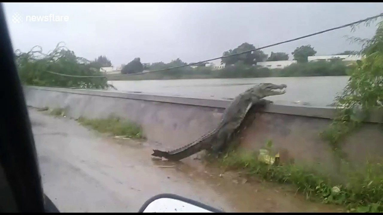 Large crocodile in India awkwardly climbs over bank to get back into the lake