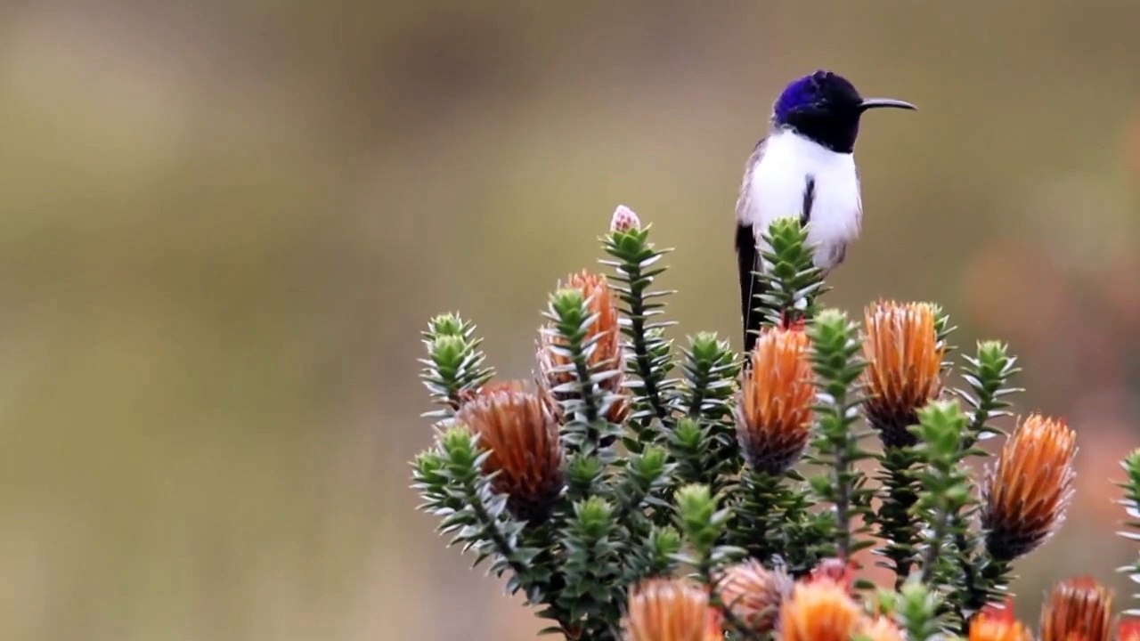 Rekord-kolibri in ecuador: so hoch singt kein anderer vogel
