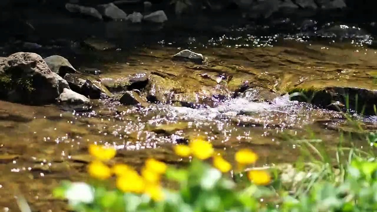 Relaxing Japanese Music Tea Ceremony ● Nature Inspiration ● Morning, Zen Meditation Music for Yoga.