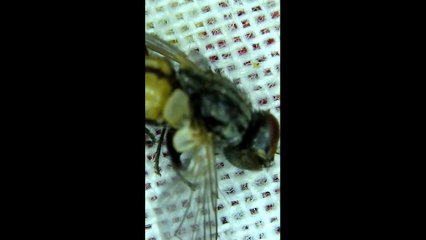 Watch Fly Under the Microscope.