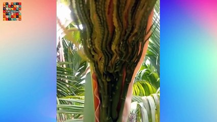 Best Oddly Satisfying Video For Sleep & Calm Your Nerves 2020