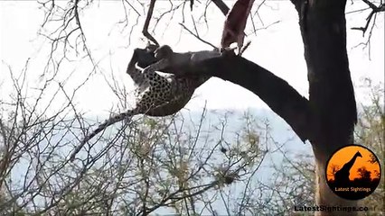 Leopard Doing ,Some Acrobatics, - Latest Wildlife Sightings
