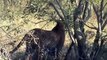 Leopard hunting impala, - 29 April 2012, - Kruger Sightings