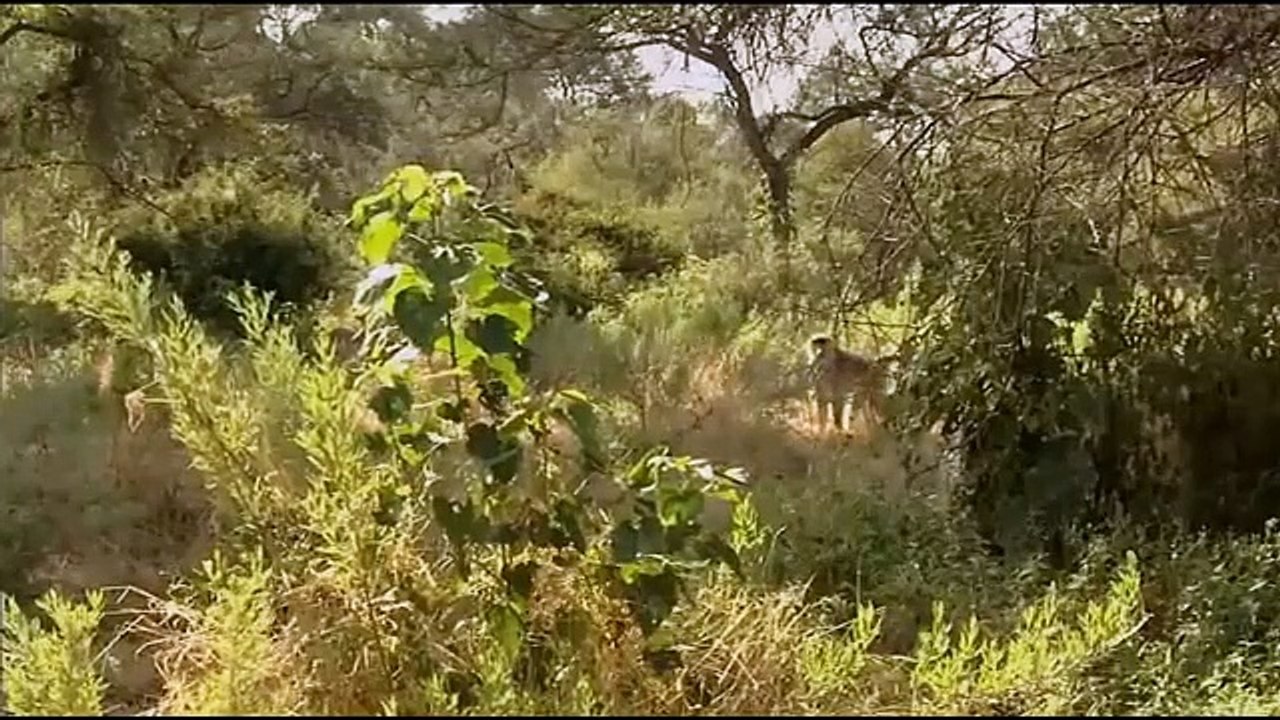 Leopard Hunts ,Monkey on the Tree,. The Most Powerful Big Cat in Africa ,- Leopard Perfect Predator