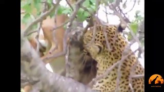 Leopard in a ,Tree With Impala Kill, - Latest Sightings