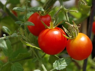 This Gardener Grew a Record-Breaking Tomato With a Surprising Method
