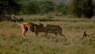 WORLD’S FASTEST ANIMALS FAIL! Grant’s Gazzele  Cheetah With Horns, Lion Hunt Imapala Fail.