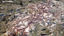 Banden, Schmuggler, Gift? Tausende Tonnen toter Fisch im Irak