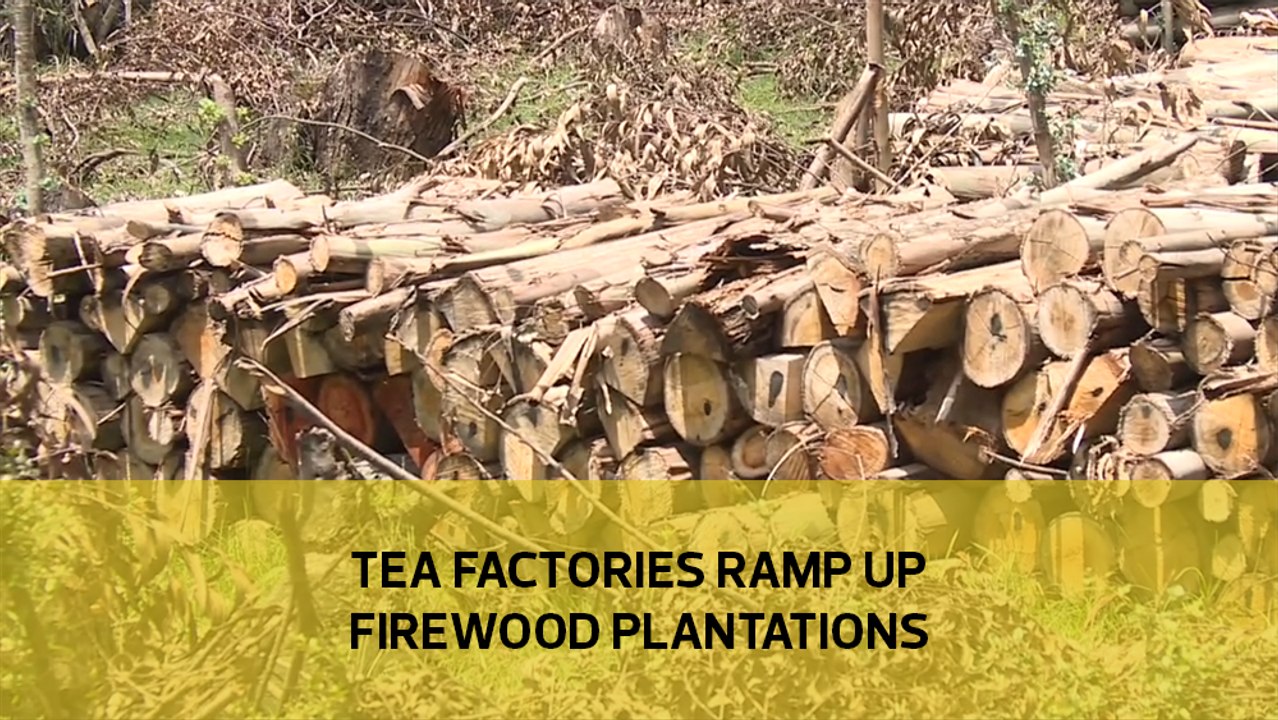 Tea factories ramp up firewood plantations