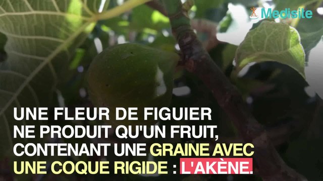 Il y a des guêpes dans les figues que vous mangez