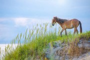New Song Inspired by Outer Banks Colt Raises Money for Corolla Wild Horse Fund