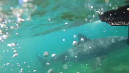 Ces requins ont trouvé de quoi manger pour l'année... incroyable festin