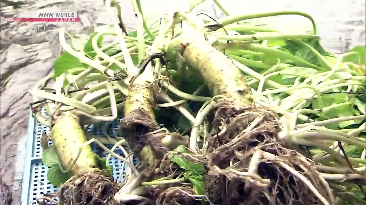 Japanology Plus - Wasabi