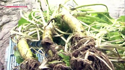 Japanology Plus - Wasabi